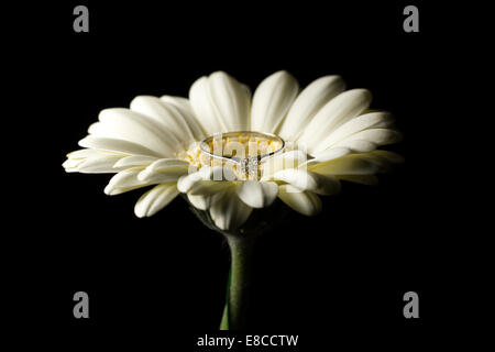 Einzelnen Solitär-Diamant-Verlobungsring auf einer weißen Germini Blume auf einem schwarzen Hintergrund Stockfoto