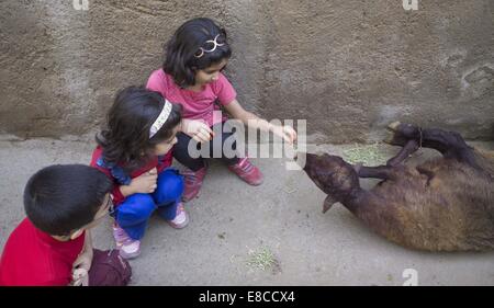 Teheran, Iran. 5. Oktober 2014. Ein iranische Mädchen füttert ein Schaf wartet während der muslimischen Feiertag von Eid al-Adha in südlichen Teheran geschlachtet werden. Iranische Moslems feiern Eid Al-Adha, einen muslimischen Feiertag in dem Gläubiger ein Schaf zur Feier der Heiligen Durchgang ging der Prophet Abraham, nach der Ordnung Gottes, seinen Sohn Ismael, aber schließlich Gott töten töten bat ihn um ein Schaf zu töten. Bildnachweis: Morteza Nikoubazl/ZUMA Draht/Alamy Live-Nachrichten Stockfoto