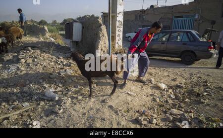 Teheran, Iran. 5. Oktober 2014. Ein Verkäufer zieht ein Schaf für einen Client während der muslimischen Feiertag von Eid al-Adha in südlichen Teheran. Iranische Moslems feiern Eid Al-Adha, einen muslimischen Feiertag in dem Gläubiger ein Schaf zur Feier der Heiligen Durchgang ging der Prophet Abraham, nach der Ordnung Gottes, seinen Sohn Ismael, aber schließlich Gott töten töten bat ihn um ein Schaf zu töten. Bildnachweis: Morteza Nikoubazl/ZUMA Draht/Alamy Live-Nachrichten Stockfoto