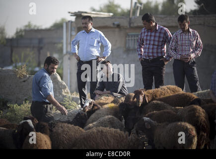 Teheran, Iran. 5. Oktober 2014. Kunden suchen auf Schafe zum Verkauf während der muslimischen Feiertag von Eid al-Adha in südlichen Teheran. Iranische Moslems feiern Eid Al-Adha, einen muslimischen Feiertag in dem Gläubiger ein Schaf zur Feier der Heiligen Durchgang ging der Prophet Abraham, nach der Ordnung Gottes, seinen Sohn Ismael, aber schließlich Gott töten töten bat ihn um ein Schaf zu töten. Bildnachweis: Morteza Nikoubazl/ZUMA Draht/Alamy Live-Nachrichten Stockfoto