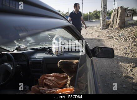 Teheran, Iran. 5. Oktober 2014. Ein Schaf wird zu einem Fahrzeug während der muslimischen Feiertag von Eid al-Adha in südlichen Teheran gesetzt. Iranische Moslems feiern Eid Al-Adha, einen muslimischen Feiertag in dem Gläubiger ein Schaf zur Feier der Heiligen Durchgang ging der Prophet Abraham, nach der Ordnung Gottes, seinen Sohn Ismael, aber schließlich Gott töten töten bat ihn um ein Schaf zu töten. Bildnachweis: Morteza Nikoubazl/ZUMA Draht/Alamy Live-Nachrichten Stockfoto