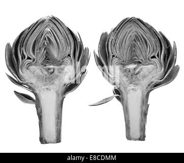 Eine schwarze und weiße Studie über eine Artischocke halbieren. Beide Hälften auf einem weißen Hintergrund. Stockfoto