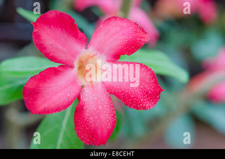 Nahaufnahme der Blüte Impala Lily Adenium - Desert Rose Stockfoto