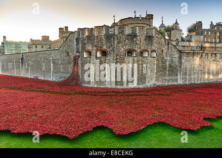 Tower of London Mohn im Burggraben HRP-Tower London-WW1-LogoFrom 5. August 2014, 11. November 2023 Stockfoto