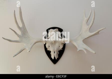 Großen Geweih Form Elch an der Wand montiert und weiß lackiert Stockfoto