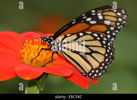 Monarchfalter (Danaus Plexippus) auf Nahrungssuche auf einer Blume Stockfoto