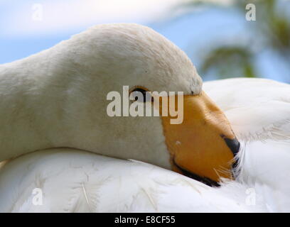 Whooper Schwan (Cygnus Cygnus) Nahaufnahme des Kopfes und der Rechnung Stockfoto