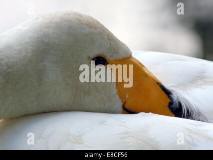 Whooper Schwan (Cygnus Cygnus) Nahaufnahme des Kopfes und der Rechnung Stockfoto