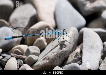 Libellen (Unterordnung Zygoptera) sind Insekten in die Ordnung Odonata. Libellen sind ähnlich wie Libellen, auf pebles Stockfoto