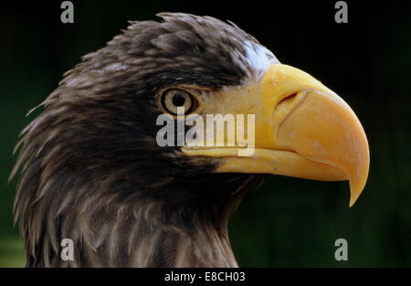 Steller der Seeadler (Haliaeetus Pelagicus) extreme Nahaufnahme von Kopf & Schnabel (aka Pazifik / White-geschultert Adler) oder Pacific Stockfoto