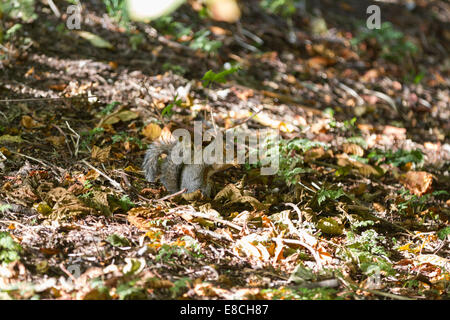 Grau-Eichhörnchen (Sciurus Carolinensis) stehend auf Waldboden inmitten Herbst Blätter Stockfoto