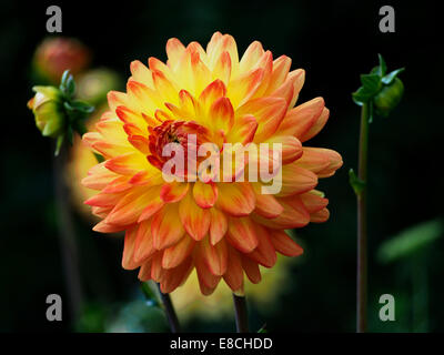 Lebendige Flamme und orangefarbenen Blütenblätter der spektakulären semi-Cactus-Dahlie "Golden Heart". Stockfoto