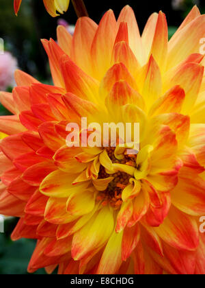 Lebendige Flamme und orangefarbenen Blütenblätter der spektakulären semi-Cactus-Dahlie "Golden Heart". Stockfoto