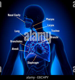 Atemwege - Detailansicht Stockfoto