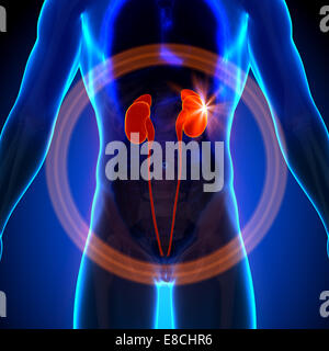 Nieren - männliche Anatomie menschlicher Organe - Röntgen-Ansicht Stockfoto