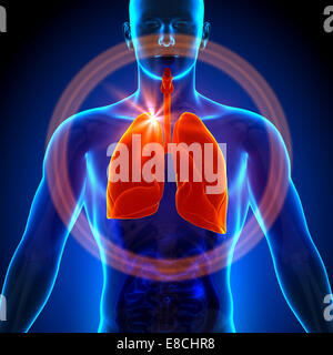 -Männliche Anatomie menschlicher Organe - Lunge Röntgen-Ansicht Stockfoto