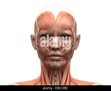 Weibliche Kopf Muskeln Anatomie - Vorderansicht Stockfoto