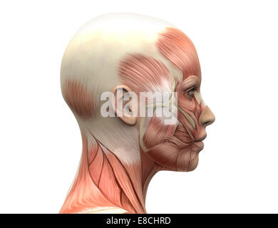 Weiblicher Kopf Muskeln Anatomie Stockfoto