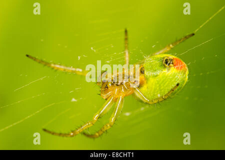 Weibliche Araniella Cucurbitina, eine kleine, grüne Orb Web Kreuzspinne Stockfoto