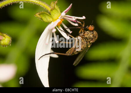 Weibliche Empis Livida, Tanz Fliege, Fütterung auf Saxifraga stolonifera Stockfoto