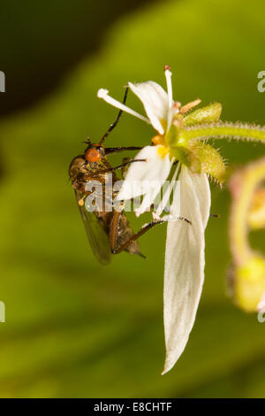 Weibliche Empis Livida, Tanz Fliege, Fütterung auf Saxifraga stolonifera Stockfoto