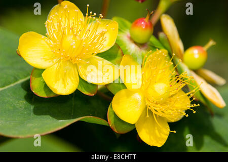 Blumen des Tutsan, Hypericum Androsaemum, eine einheimische Pflanze, UK Stockfoto