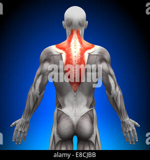 Trapezius - Anatomie Muskeln Stockfoto