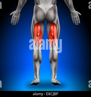 Oberschenkel - Anatomie Muskeln Stockfoto