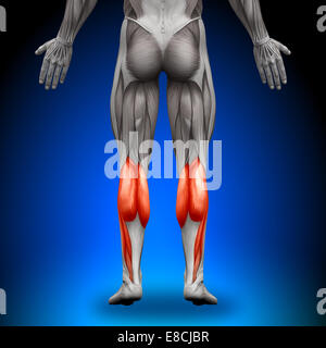 Kälber - Anatomie Muskeln Stockfoto