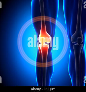 Kniegelenk - Anatomie-Knochen Stockfoto