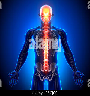 Wirbelsäule - Anatomie-Knochen Stockfoto