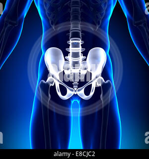 Hüfte / Sitzbein / Schambein / Kreuzbein / Ilium - Anatomie-Knochen Stockfoto