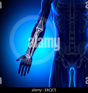 Radius / Ulna - Anatomie-Knochen Stockfoto