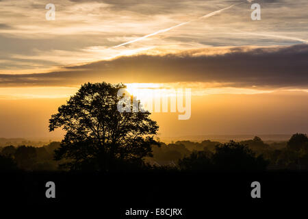 Baum-Silhouette im Morgengrauen Stockfoto