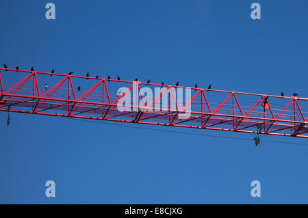 Zahlreiche Krähen und eine Elster thront auf den Aufbau der Website Kran, London Stockfoto