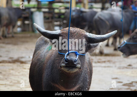 Starke Büffel für den Verkauf auf Toraja Viehmarkt. Der Stier wird in einem Toraja Begräbnis geopfert werden. Stockfoto