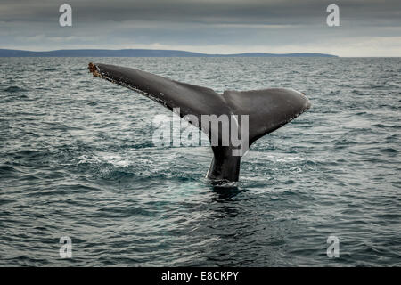 Zufall von einem Southern Right Whale (Eubalaena Australis), in der Nähe von Busselton, Western Australia Stockfoto