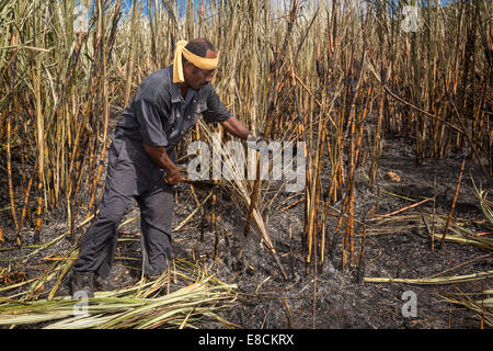 Landarbeiter, die Arbeiten auf einem Feld von Zuckerrohr, Sigatoka, Viti Levu, Fidschi Stockfoto