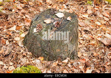 Foozle aus dem Baum auf dem Zapfen, Lüge, gelbe Blätter, ist mit dem gefallen unten gelbe Blätter umgeben. Stockfoto