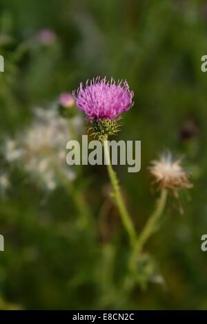 Blume des schleichenden Distel (Cirsium Arvense) Stockfoto