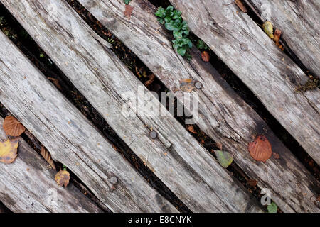 Diagonale verwitterte genagelten Holzbrettern mit Herbstlaub Stockfoto