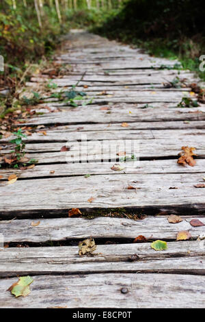 Grob behauene Board Gehweg führt in einen Wald verstreut mit gefallene Herbstlaub - geringe Schärfentiefe Stockfoto