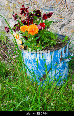 Bunte Blumen in einem Topf Stockfoto