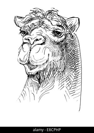 Kunstwerk Kamel, Skizze Schwarz-Weiß Zeichnung Stockfoto
