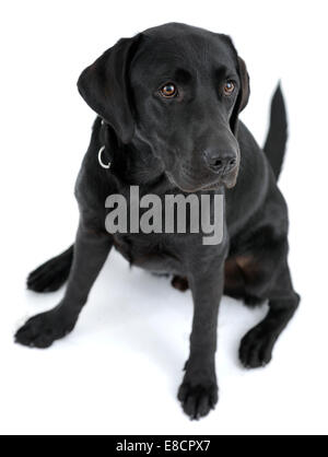 Schwarzer Labrador Retriever Hund sitzen ausgeschnitten ungeschickt isoliert auf weißem Hintergrund Stockfoto