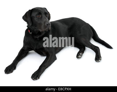 Schwarzer Labrador Retriever Hund liegend ausgeschnitten isoliert auf weißem Hintergrund Stockfoto
