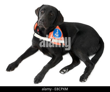 Blindenhund für blinde ausgeschnitten isoliert auf weißem Hintergrund Stockfoto