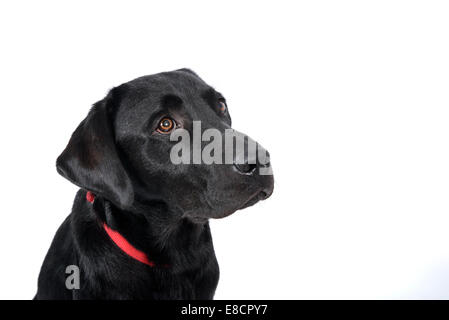 Traurig aussehende Labrador Retriever isoliert auf weißem Hintergrund ausschneiden Stockfoto