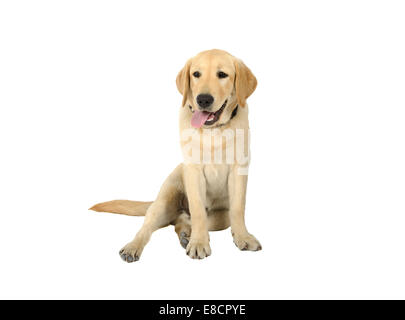 Gelber Labrador Retriever Welpe Cur, isoliert auf weißem Hintergrund Stockfoto