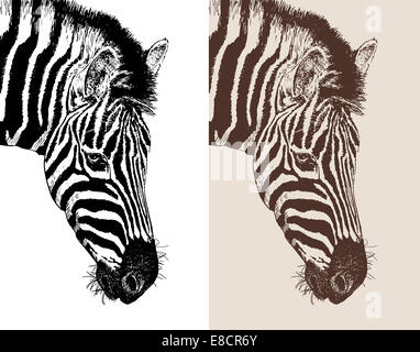 Kunstwerk Kopfprofil zebra Stockfoto